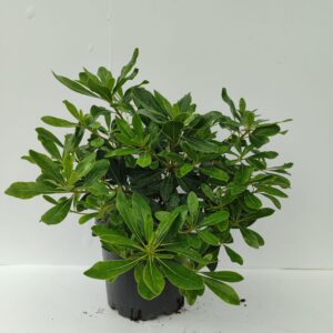 Bodur Pittosporum 30-40cm 3 litre