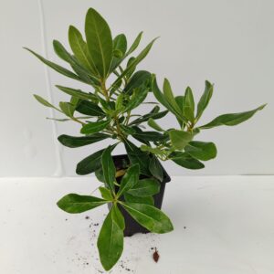 Bodur Pittosporum Pot 10-15cm