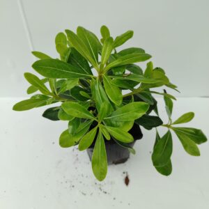 Bodur Pittosporum 20-30cm 3 litre