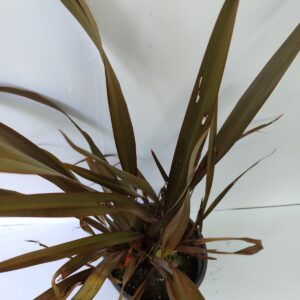 bronze-phormium-3