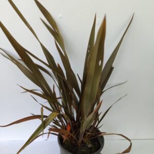 Phormium Bronz 60-70cm 5 litre